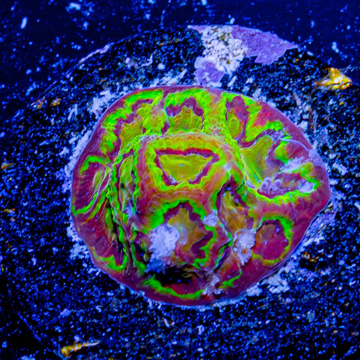 Scorpion King Favia - riptide aquaculture llc