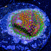 Loony Toons Stylocoeniella - riptide aquaculture llc