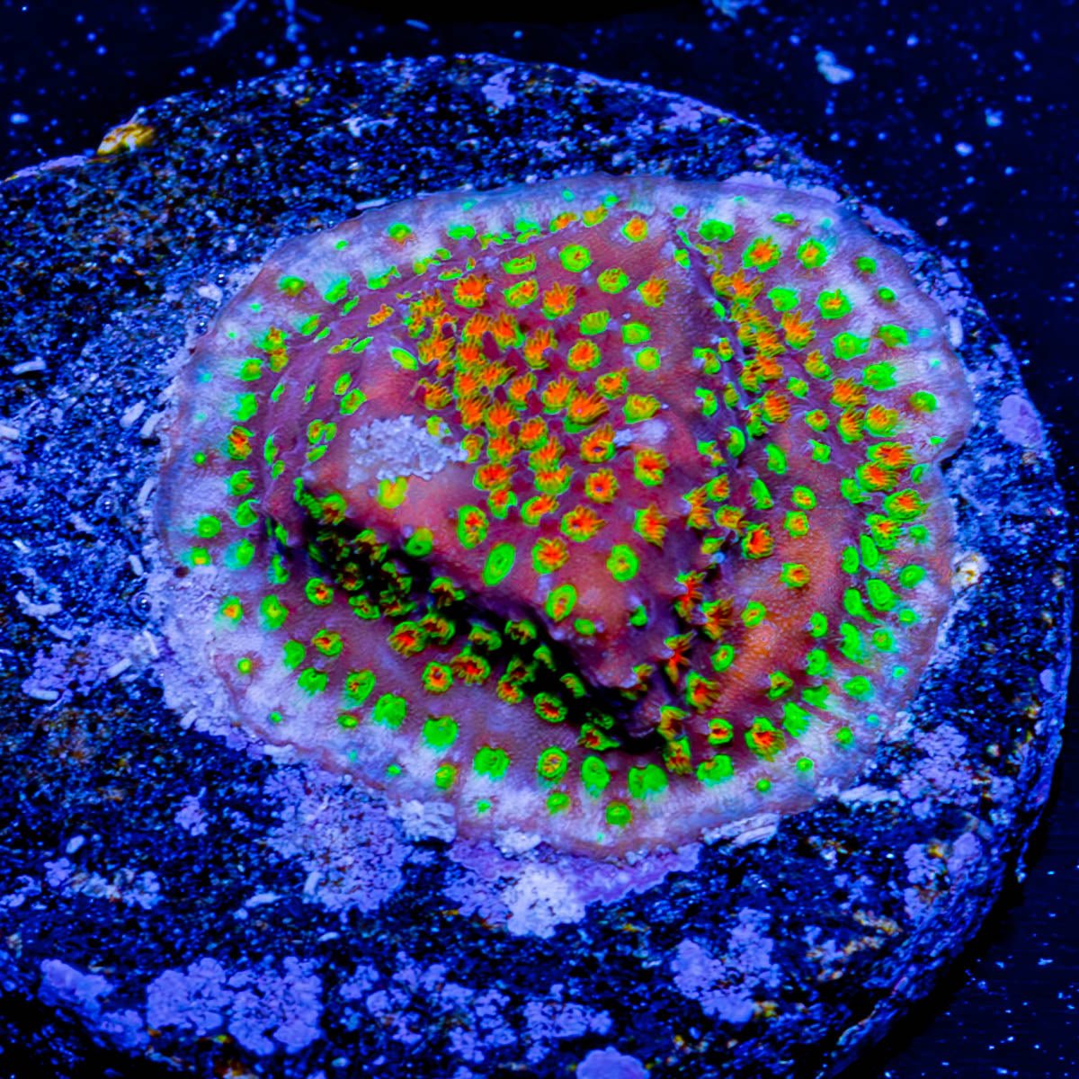 Loony Toons Stylocoeniella - riptide aquaculture llc