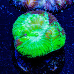 Hulk Smash FAvia - riptide aquaculture llc