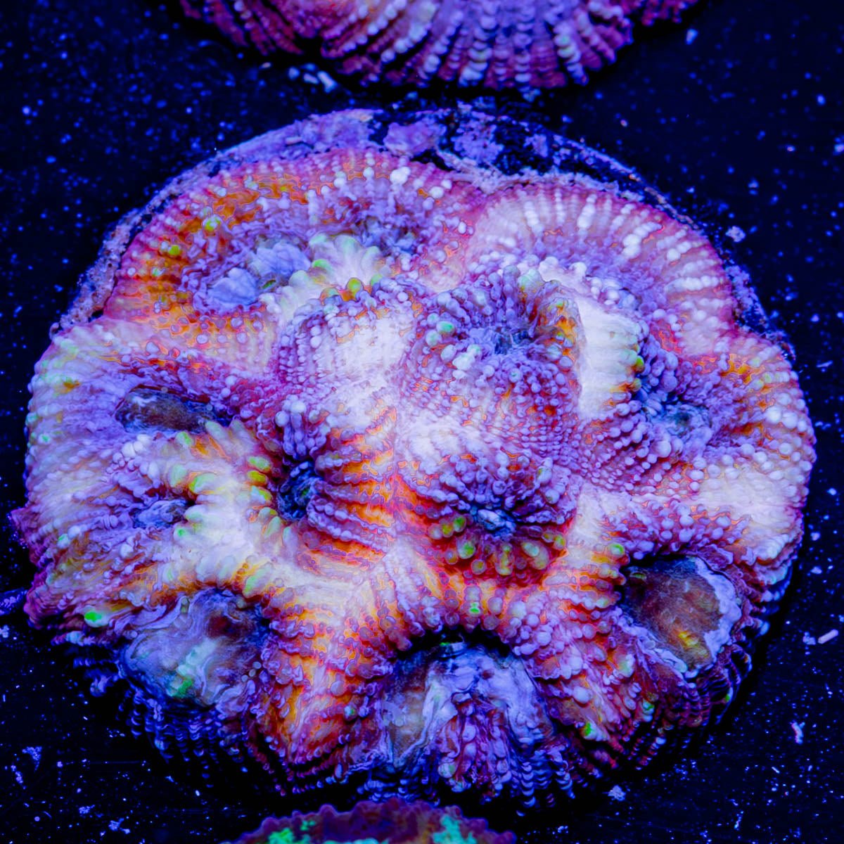 Pink Dumbo Favia - riptide aquaculture llc