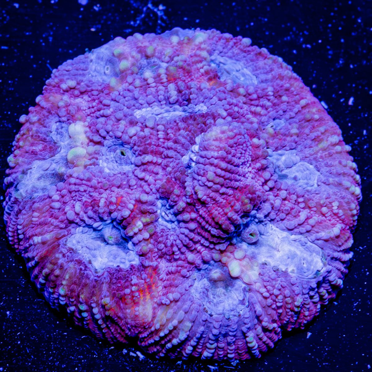 Pink Dumbo Favia - riptide aquaculture llc