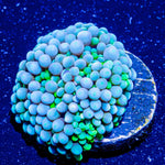 Blue Green Ricordea - riptide aquaculture llc