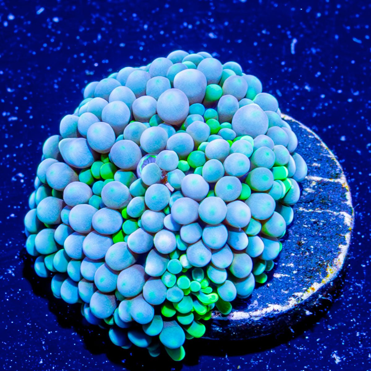 Blue Green Ricordea - riptide aquaculture llc