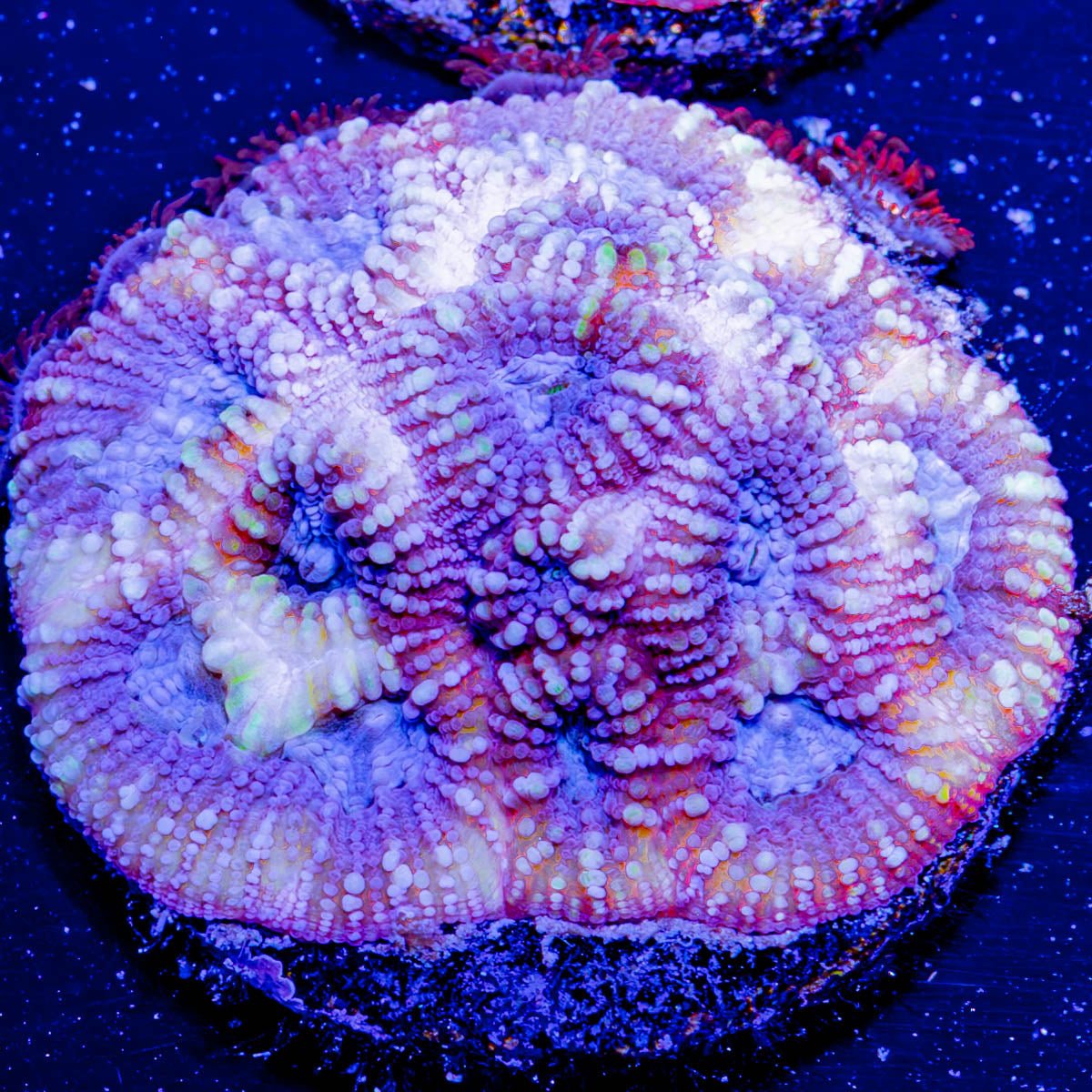 Pink Dumbo Favia - riptide aquaculture llc