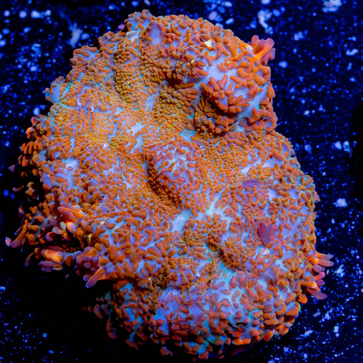Fireball mushroom Rhodactis - riptide aquaculture llc