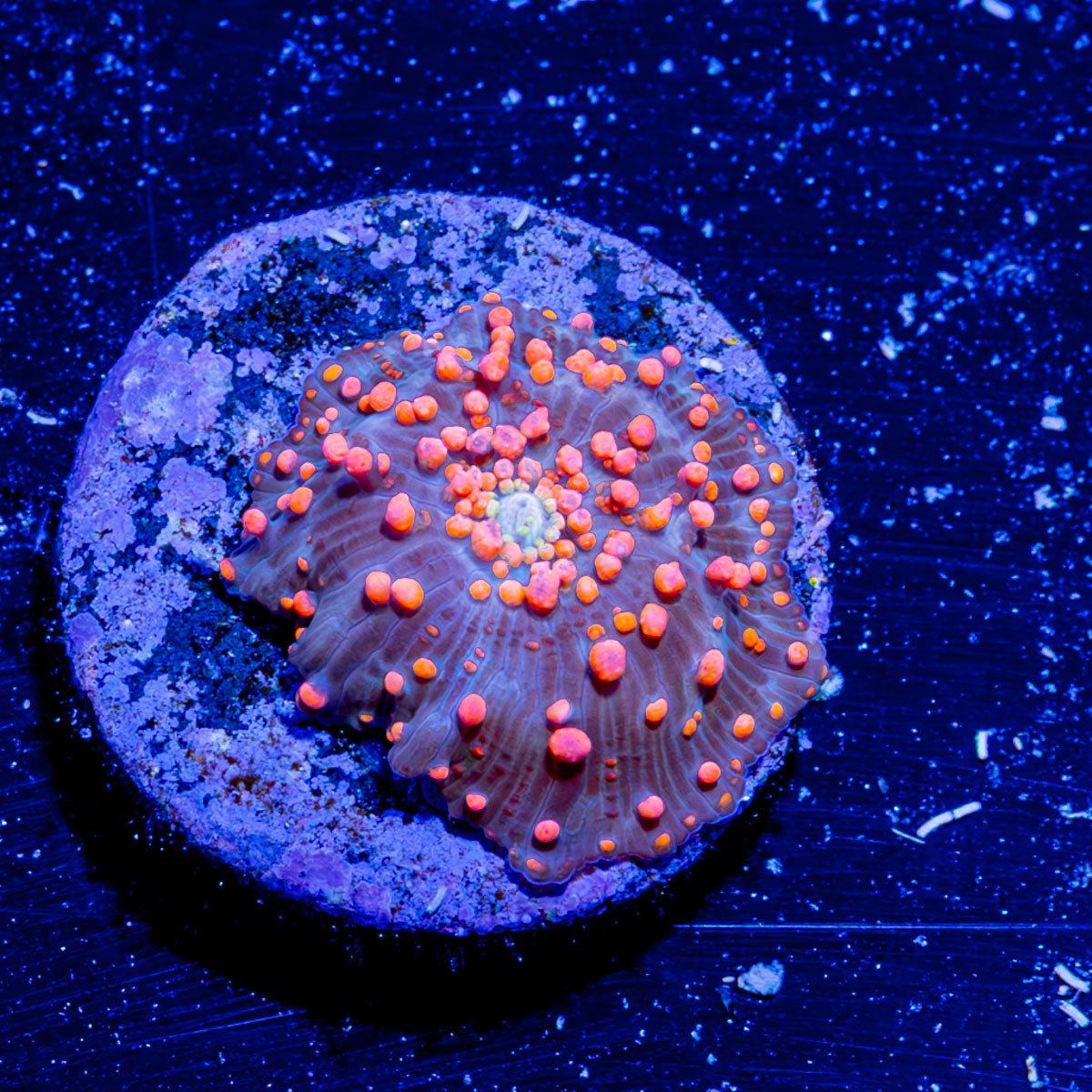 Red Interstellar Mushroom - riptide aquaculture llc