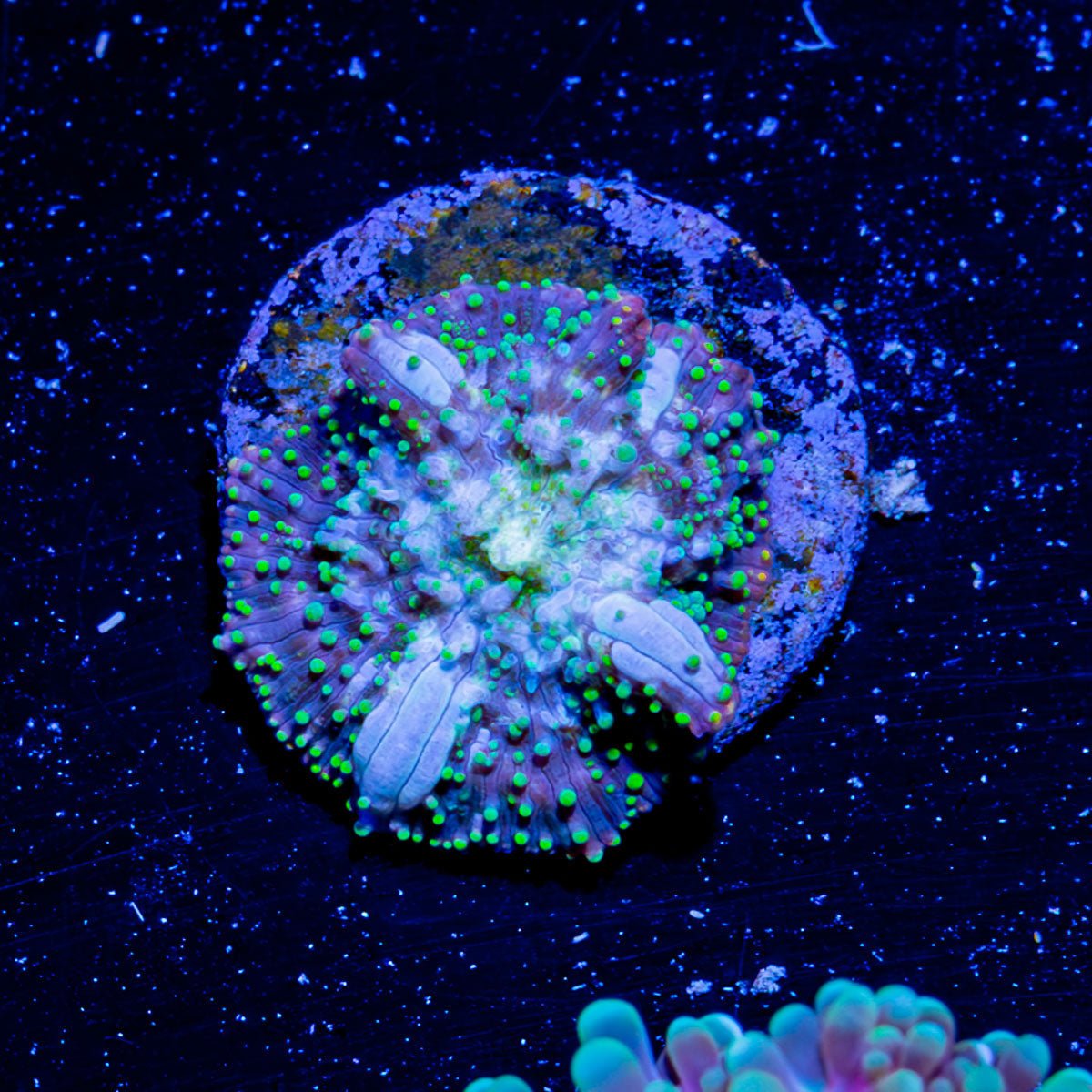 Lunar Interstellar mushroom - riptide aquaculture llc
