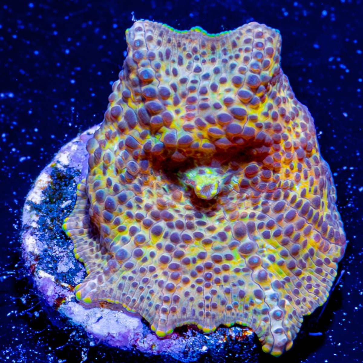 Leopard Mushroom - riptide aquaculture llc