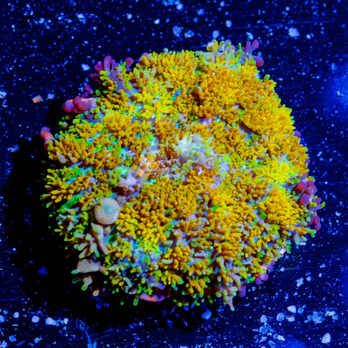 Boba Fett Mushroom - riptide aquaculture llc