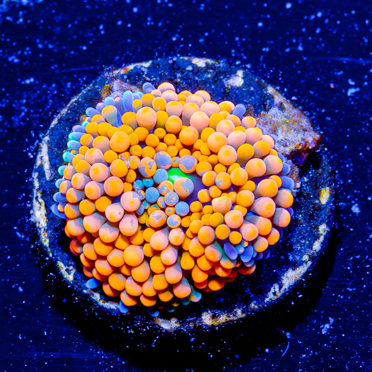 Bright Orange Ricordea Mushroom - riptide aquaculture llc