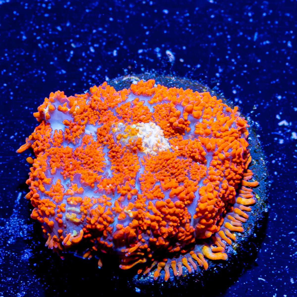 Charizard mushroom Rhodactis - riptide aquaculture llc
