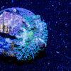 Lunar Interstellar mushroom - riptide aquaculture llc