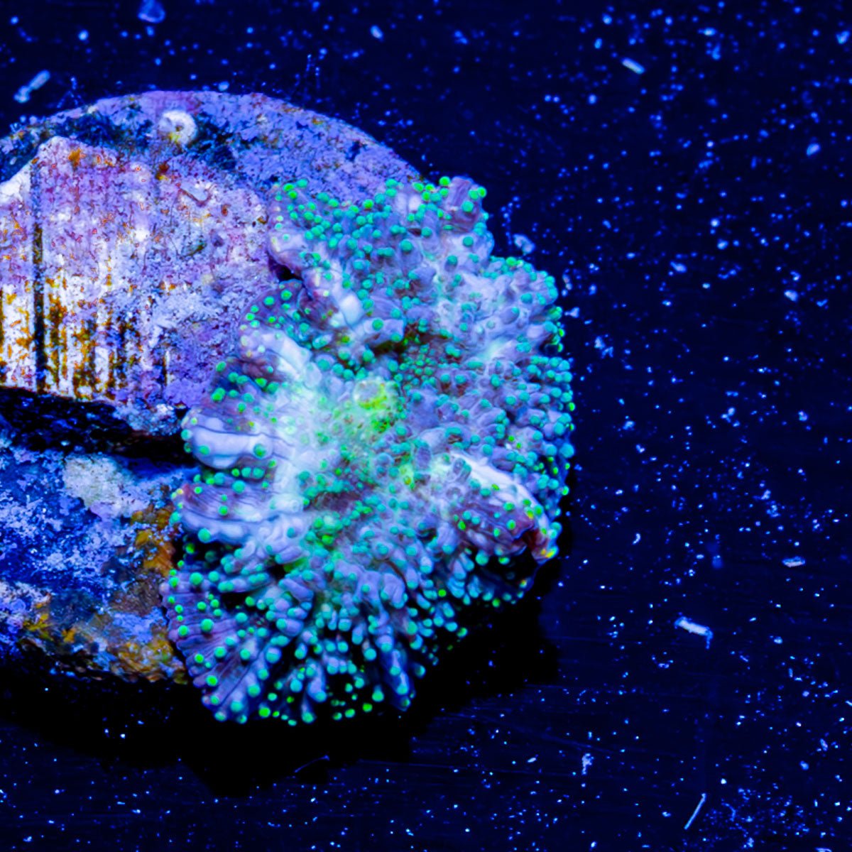 Lunar Interstellar mushroom - riptide aquaculture llc