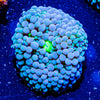 Blue Green Ricordea - riptide aquaculture llc