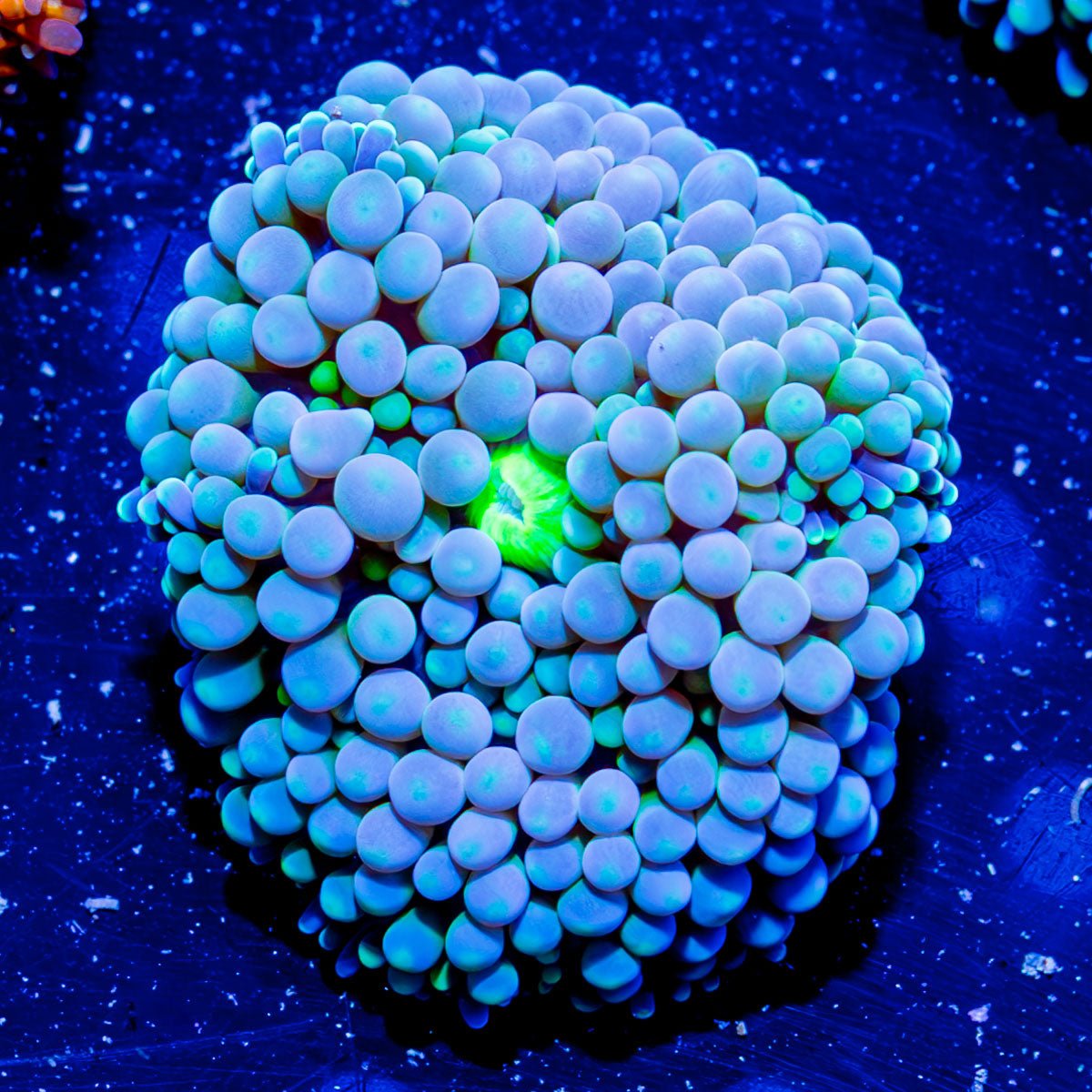 Blue Green Ricordea - riptide aquaculture llc