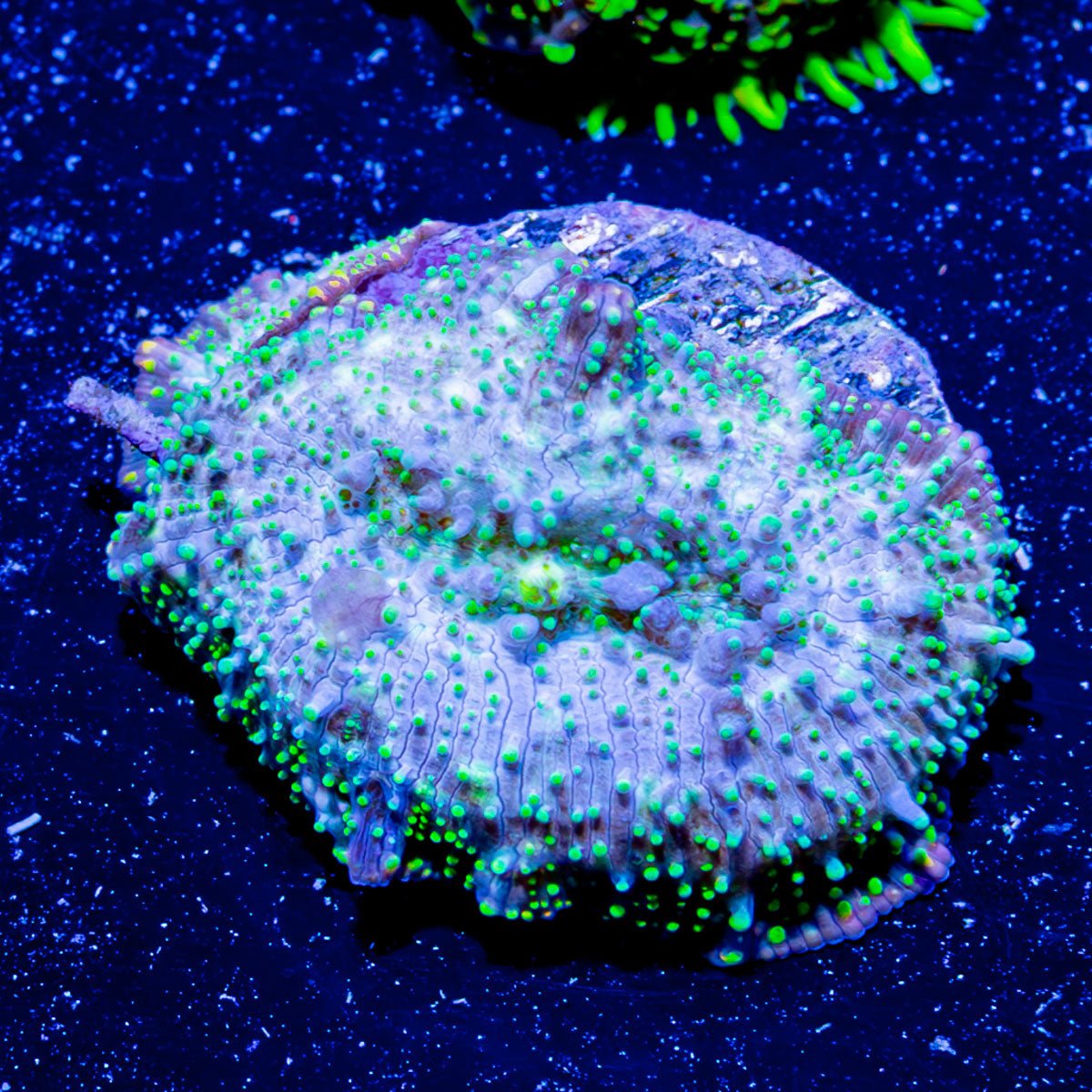 Lunar Interstellar mushroom - riptide aquaculture llc
