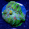 Bullseye Ricordea Mushroom - riptide aquaculture llc