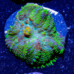 Bullseye Ricordea Mushroom - riptide aquaculture llc