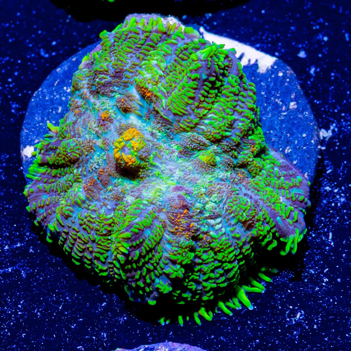 Bullseye Ricordea Mushroom - riptide aquaculture llc