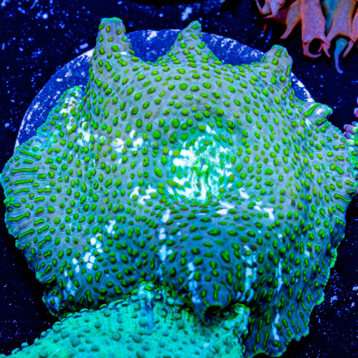 Green Leopard Mushroom - riptide aquaculture llc