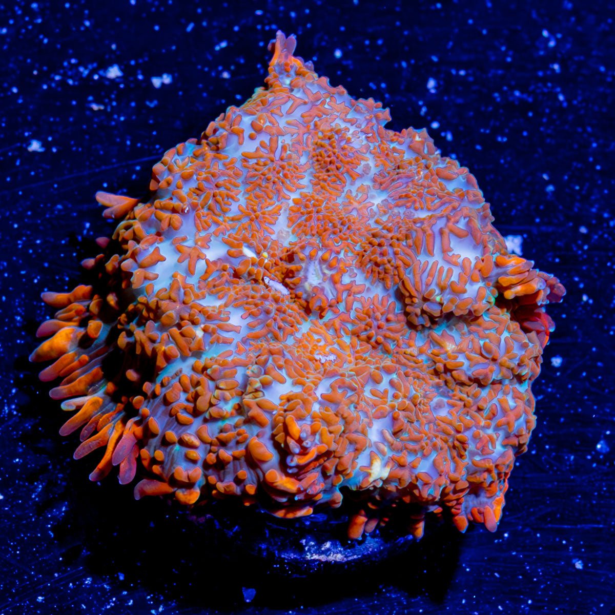 Fireball mushroom Rhodactis - riptide aquaculture llc