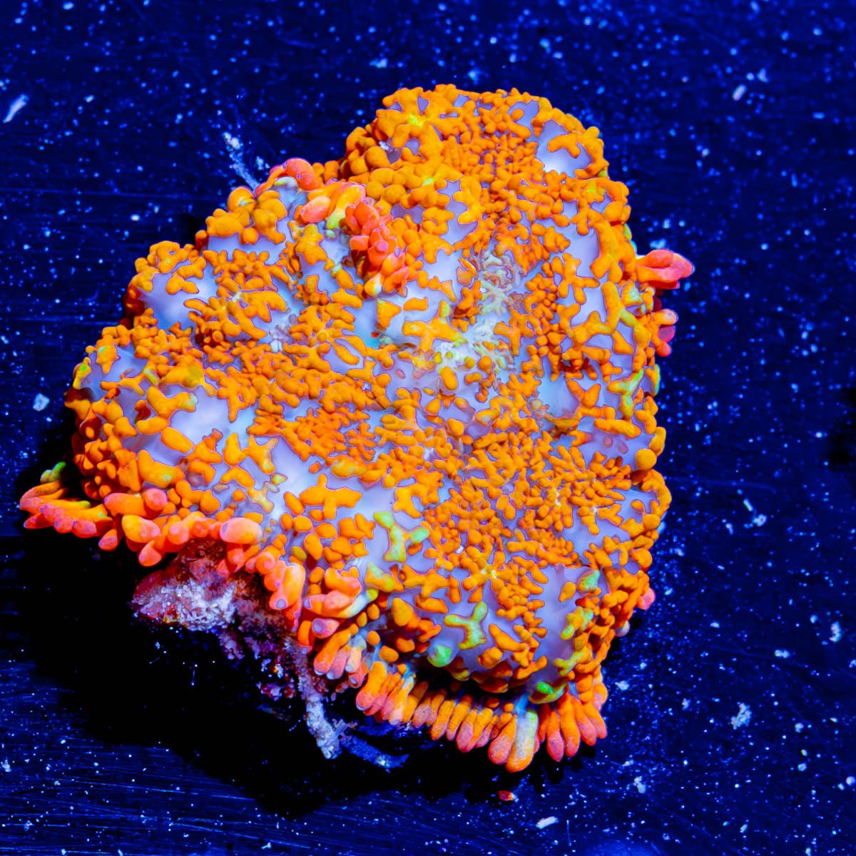 Charizard Mushroom Rhodactis - riptide aquaculture llc