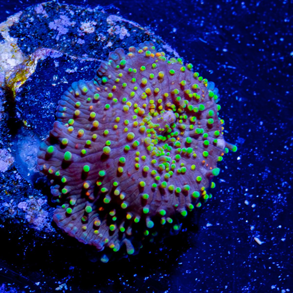 Rainbow Interstellar Mushroom - riptide aquaculture llc