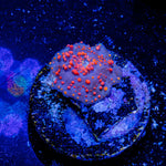 Red Interstellar Mushroom - riptide aquaculture llc