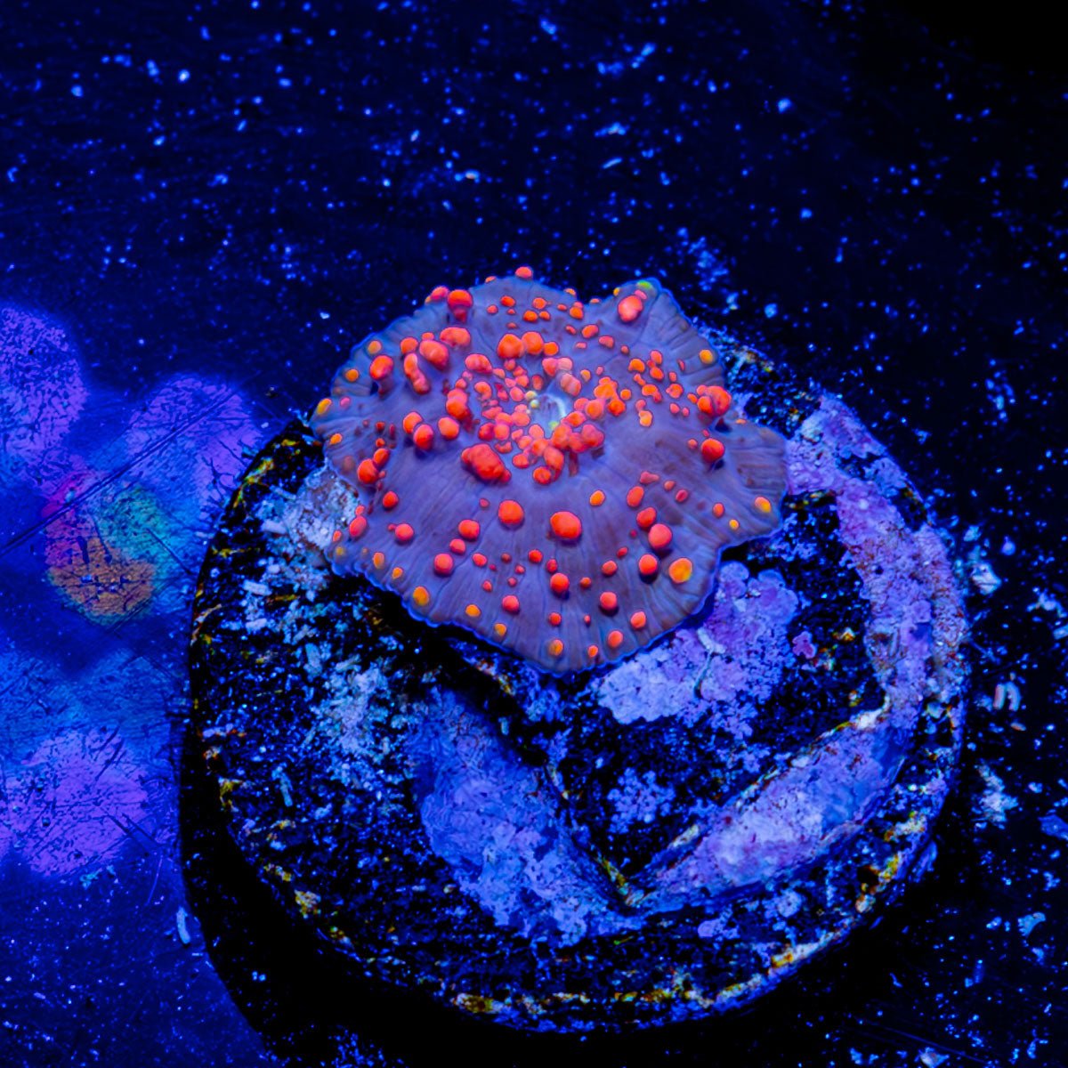 Red Interstellar Mushroom - riptide aquaculture llc