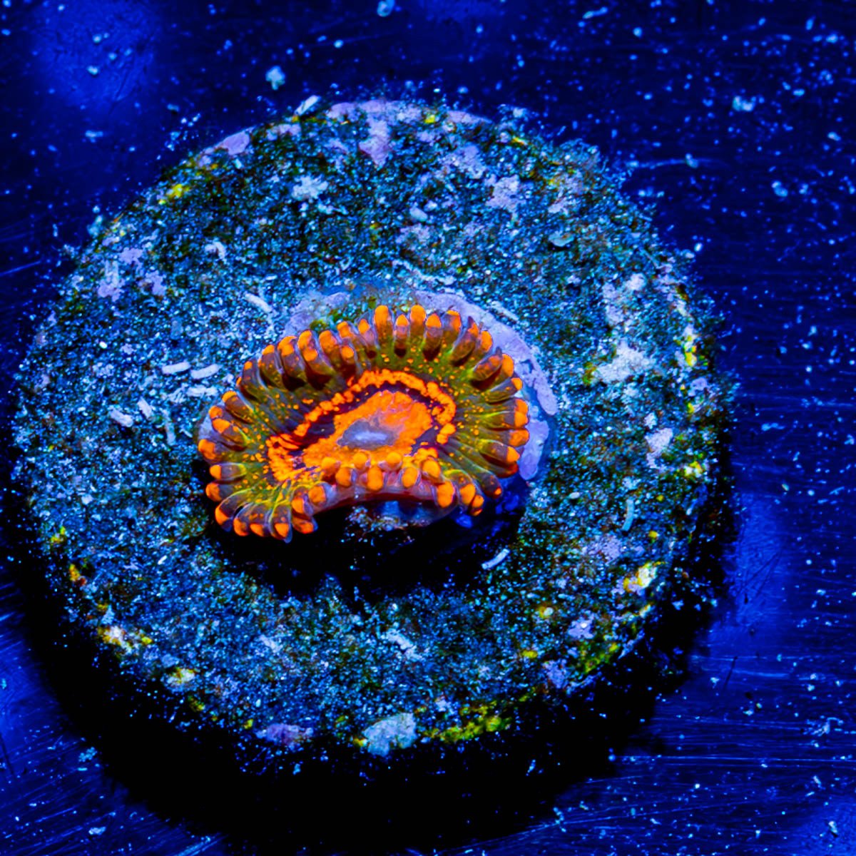 A$$ Krack Zoanthid - riptide aquaculture llc