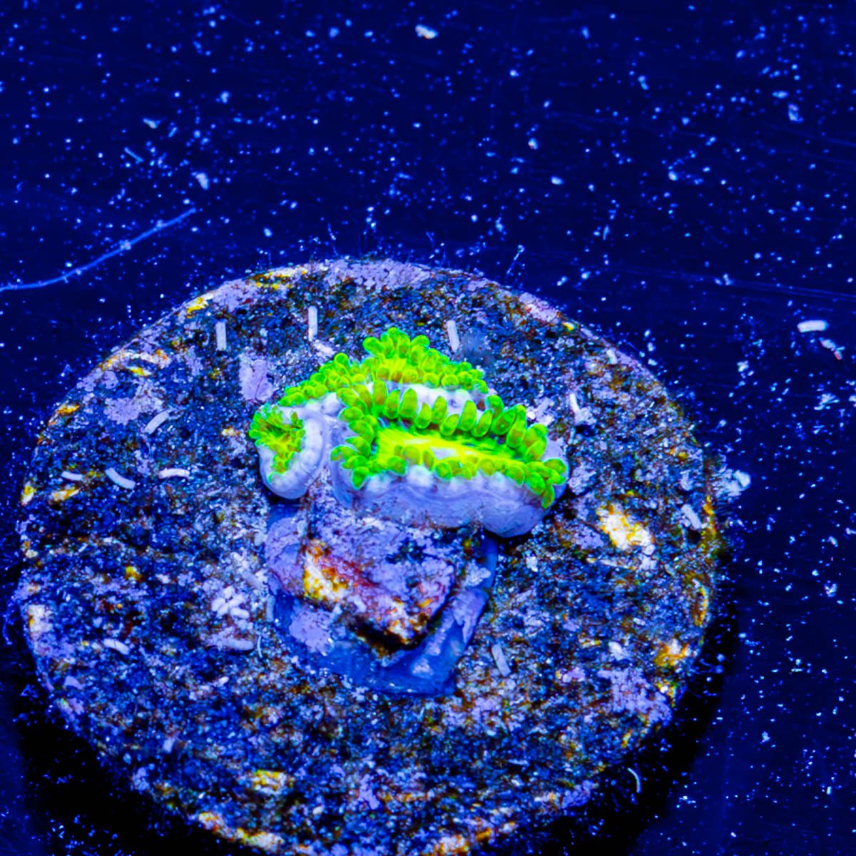 Emerald Murals Zoanthid - riptide aquaculture llc
