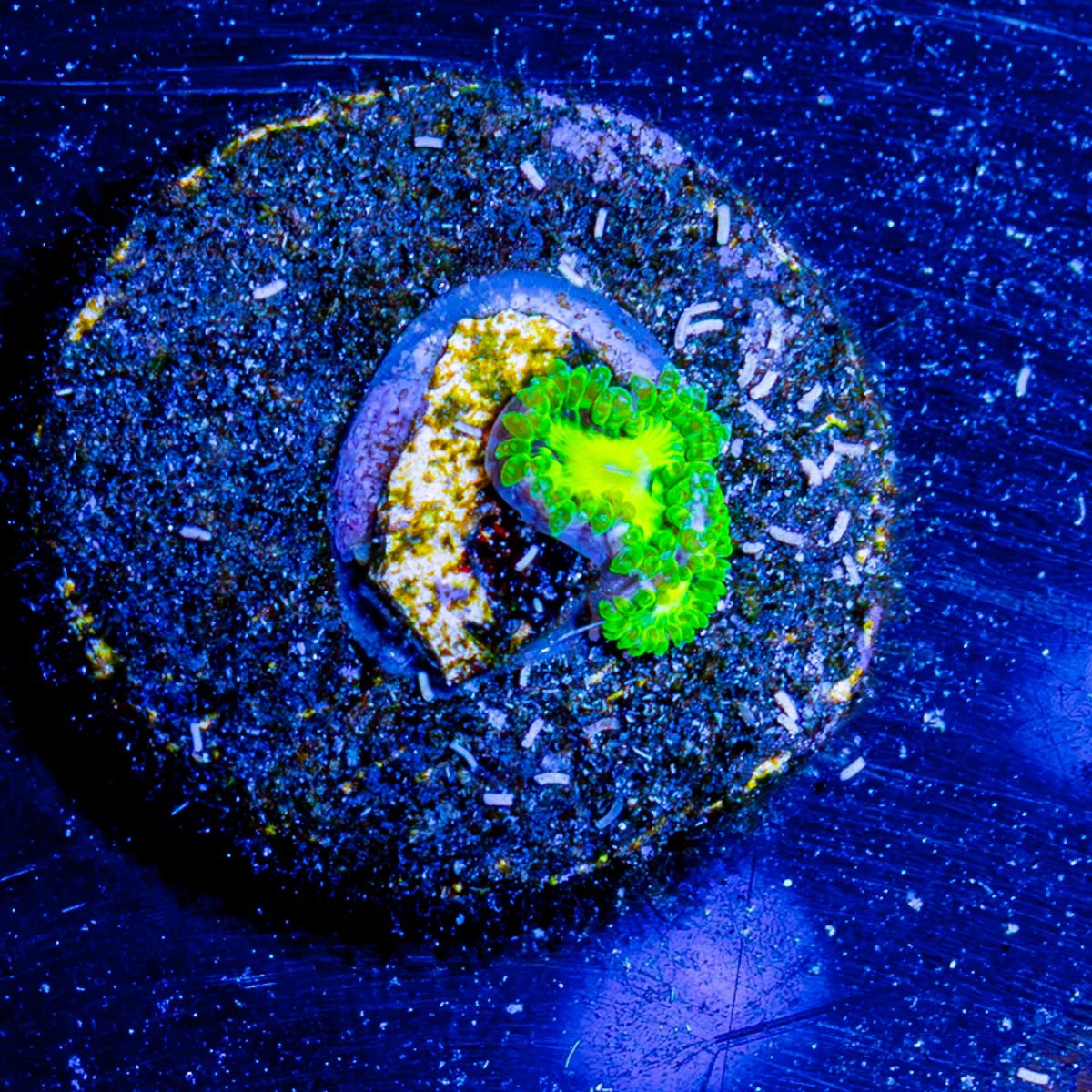 Emerald Murals Zoanthid - riptide aquaculture llc