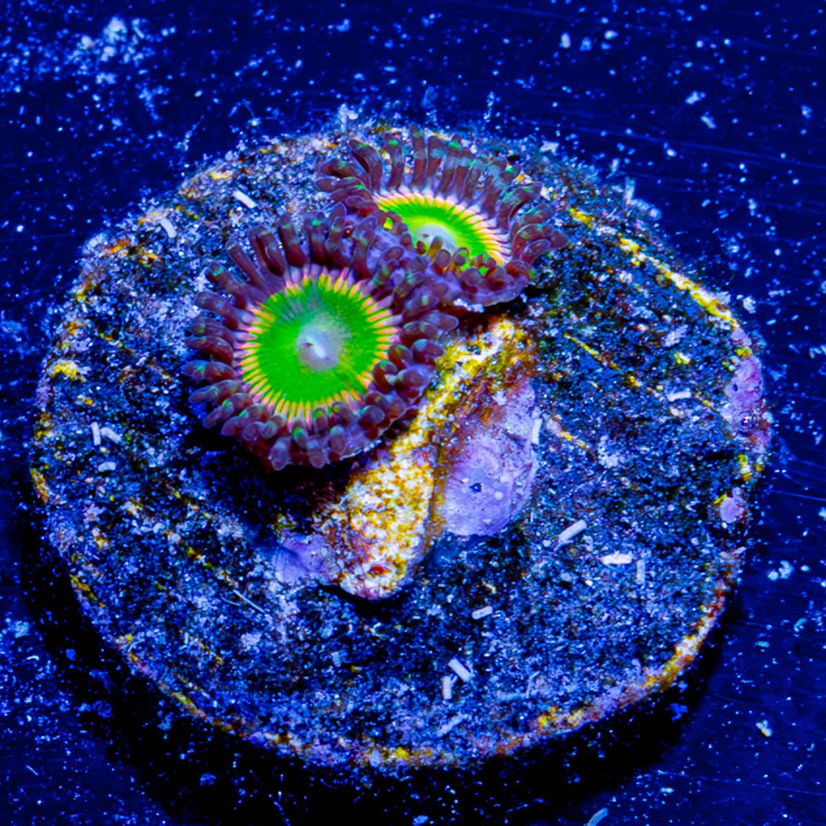Peach Tea Zoanthid - riptide aquaculture llc