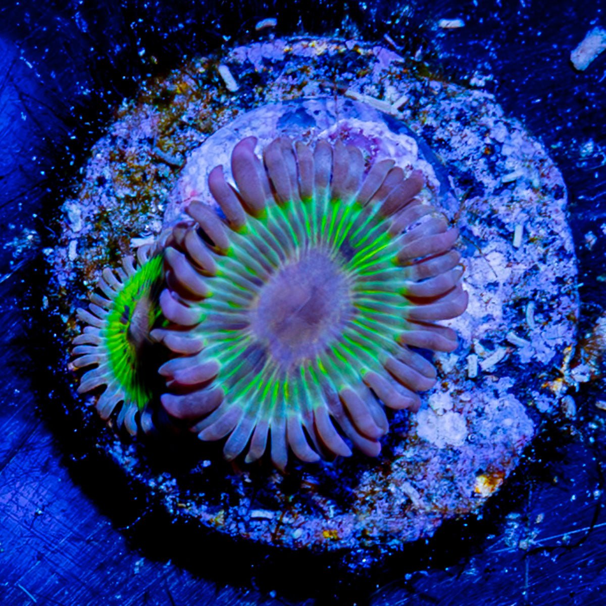 Chiquita Zoanthid - riptide aquaculture llc