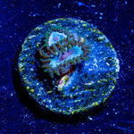 Miami Vice Zoanthid - riptide aquaculture llc