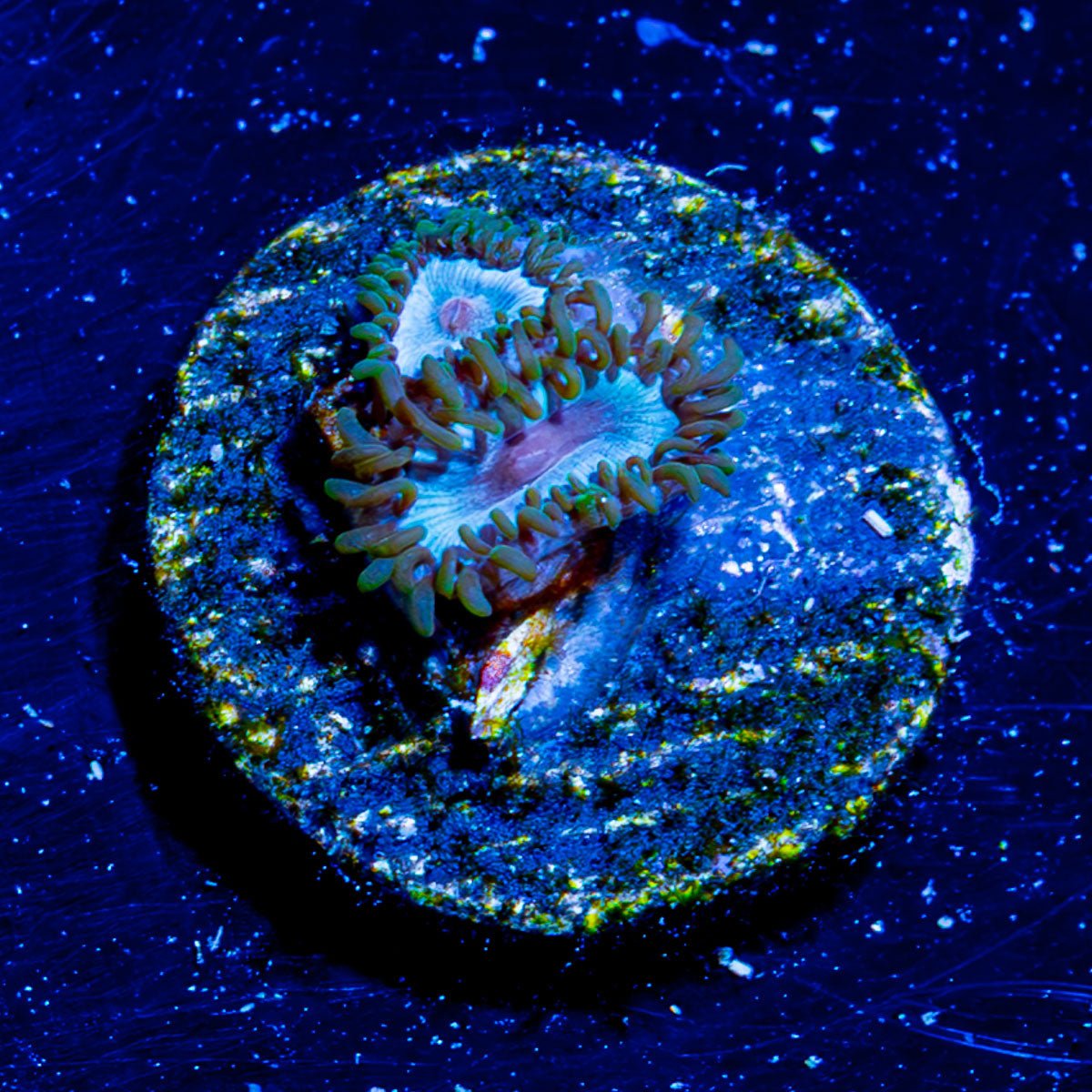 Miami Vice Zoanthid - riptide aquaculture llc