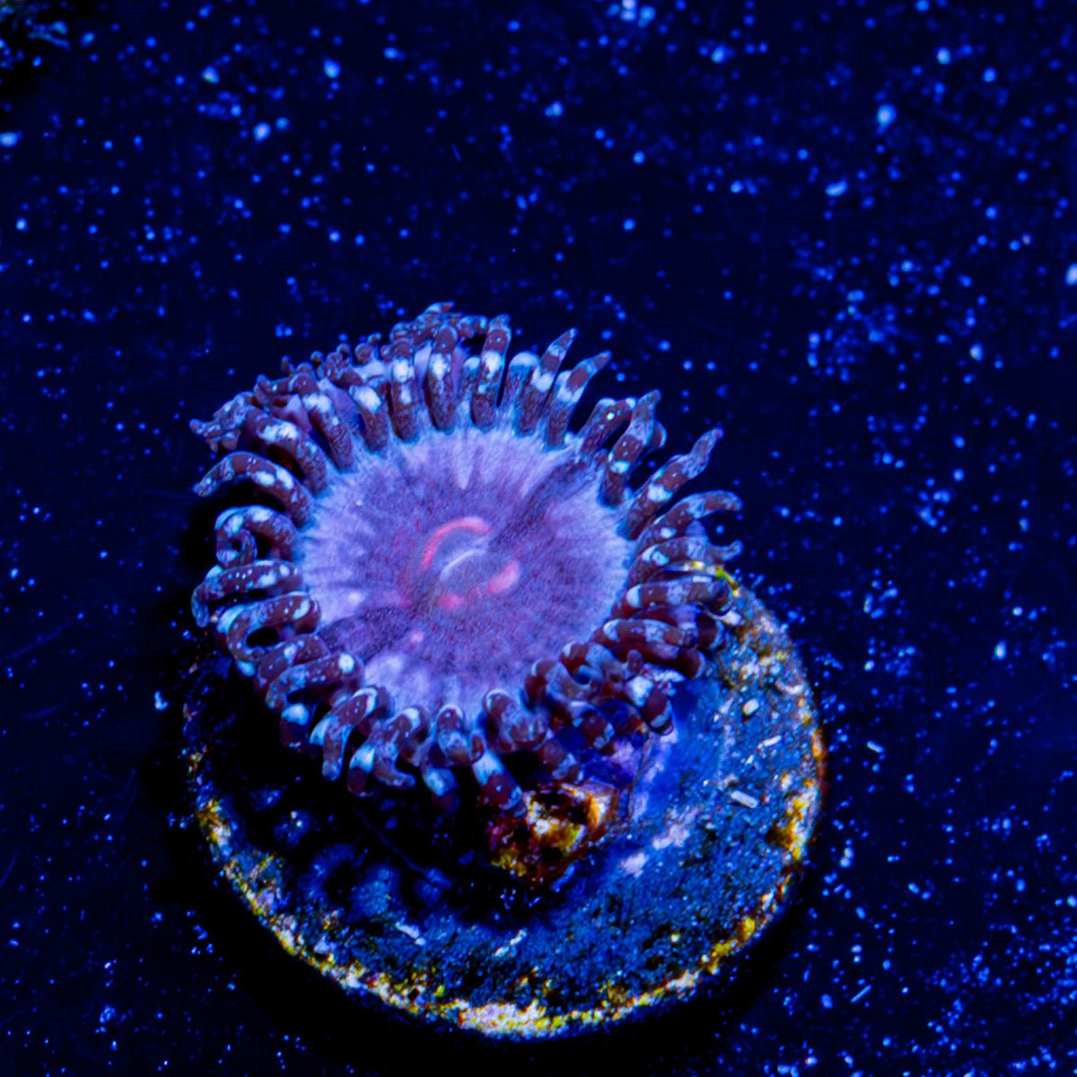 Pink Elephant Zoanthid - riptide aquaculture llc