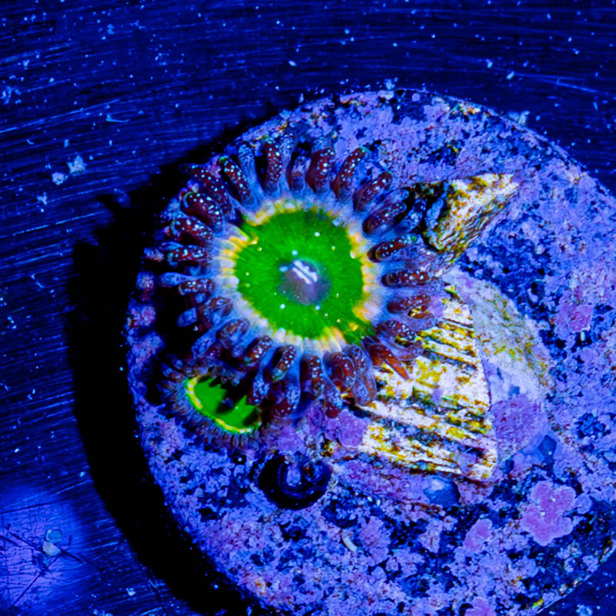 Tinker Bell's Zoanthid - riptide aquaculture llc