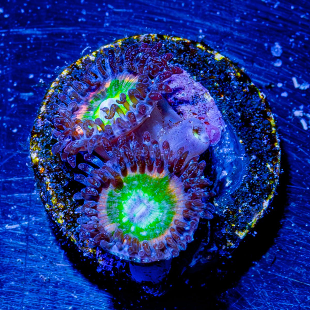 Funny D's Zoanthid - riptide aquaculture llc