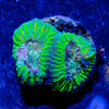 Hypnotic Favia - riptide aquaculture llc