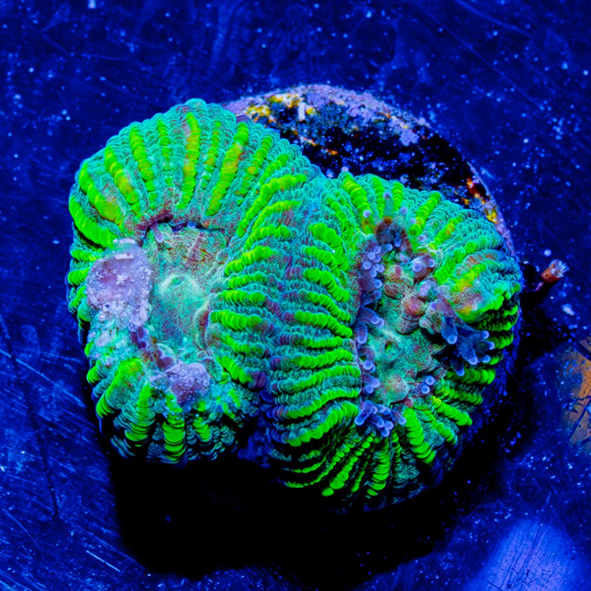 Hypnotic Favia - riptide aquaculture llc