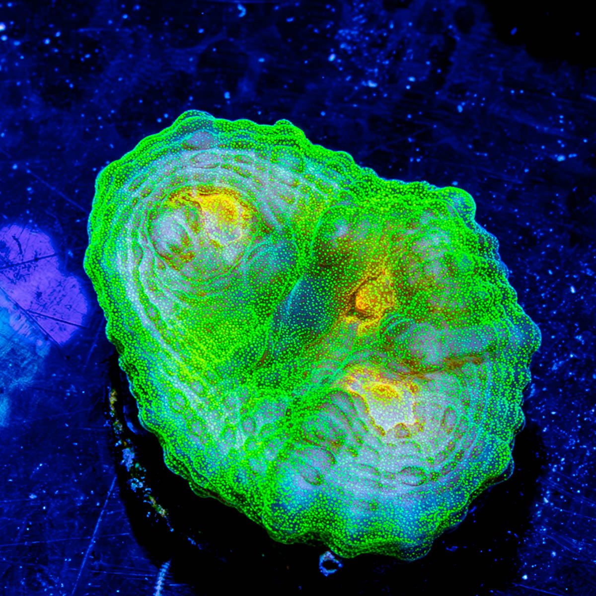 Fireball Mushroom Rhodactis - riptide aquaculture llc