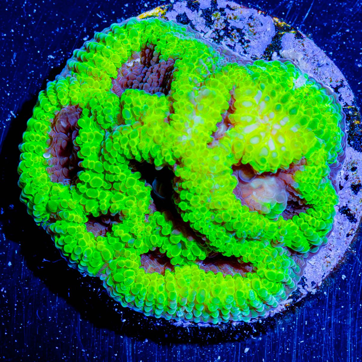Green Goblin Favia - riptide aquaculture llc