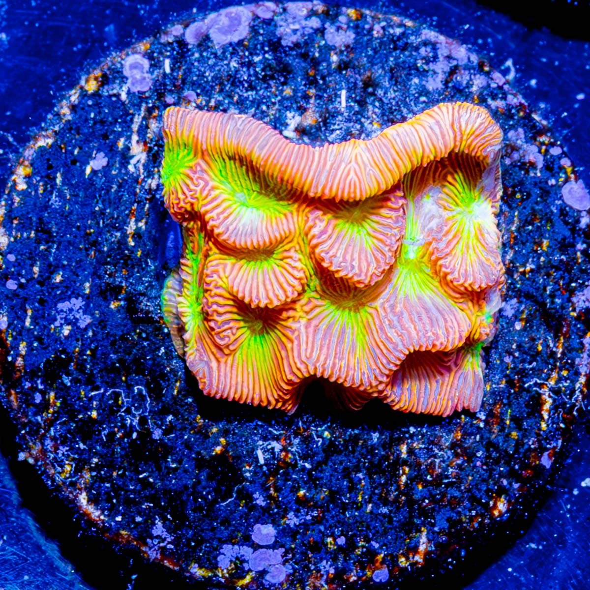 Jack - o - Lantern Lepto - riptide aquaculture llc