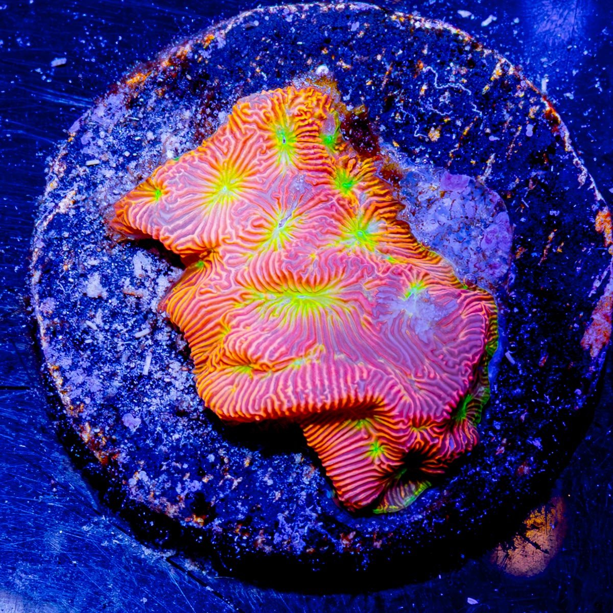 Jack - o - Lantern Lepto - riptide aquaculture llc