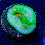 Space Invader Chalice - riptide aquaculture llc