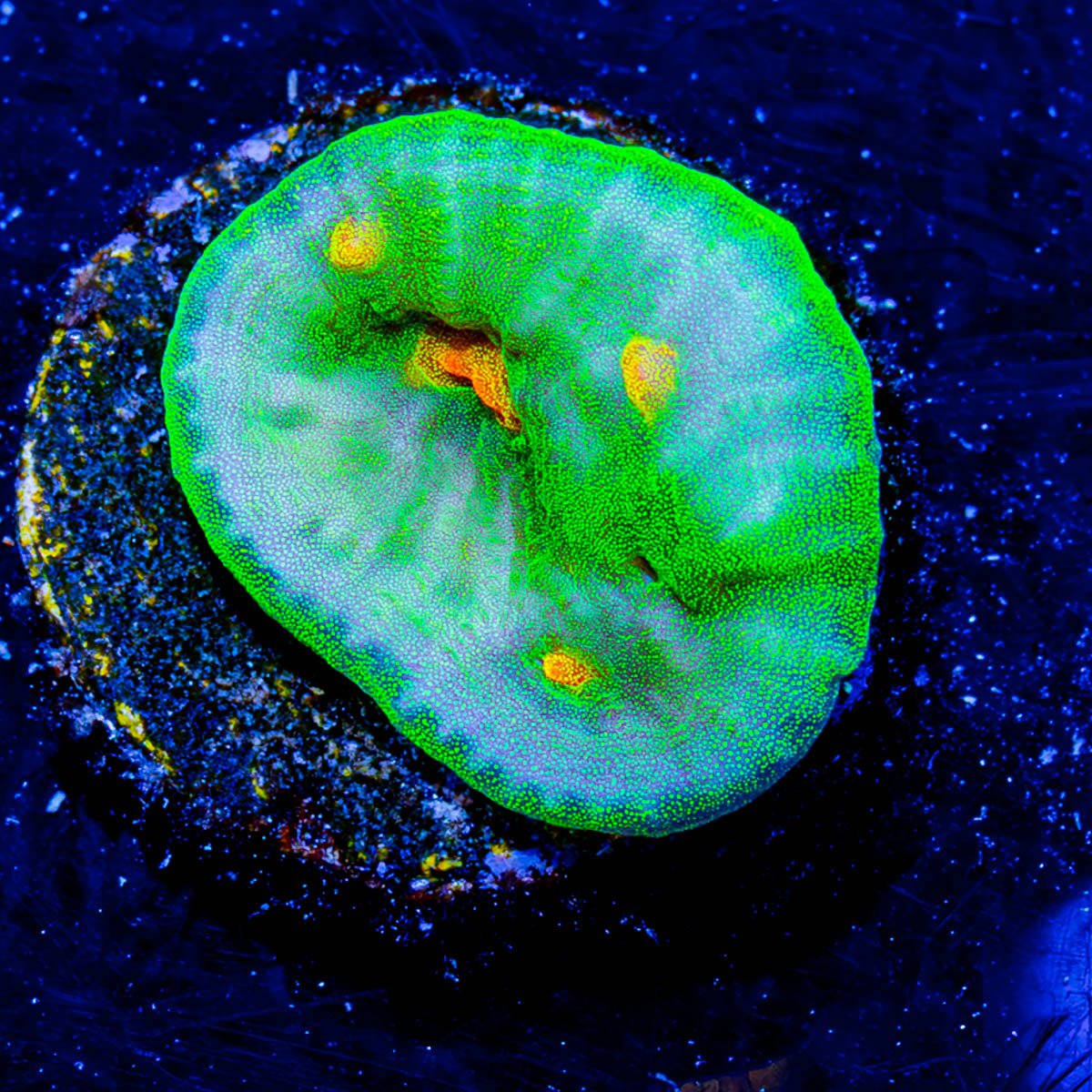 Space Invader Chalice - riptide aquaculture llc