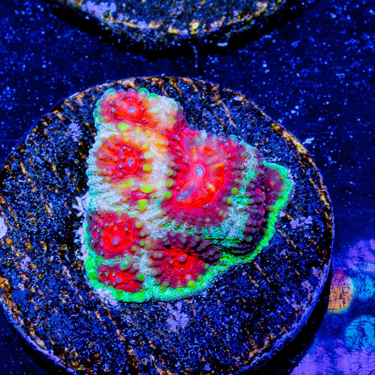 Christmas Favia - riptide aquaculture llc