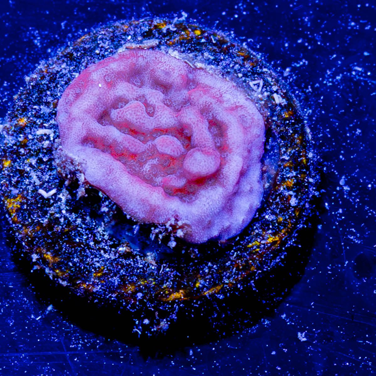 Cherry Tree Montipora - riptide aquaculture llc